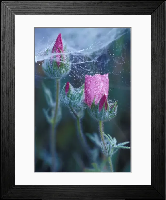 Framed Print : NA, USA, California, Bear Valley Tracys Clarkia and dew on spider web Framed Print : NA, USA, California, Bear Valley Tracys Clarkia and dew on spider web