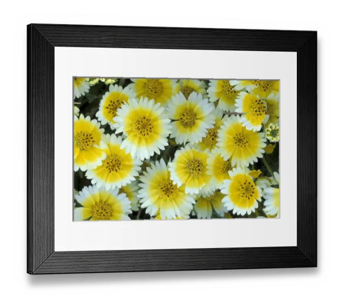 Framed Print : NA, USA, California, Carrizo Plain Tidy tips in full bloom Framed Print : NA, USA, California, Carrizo Plain Tidy tips in full bloom