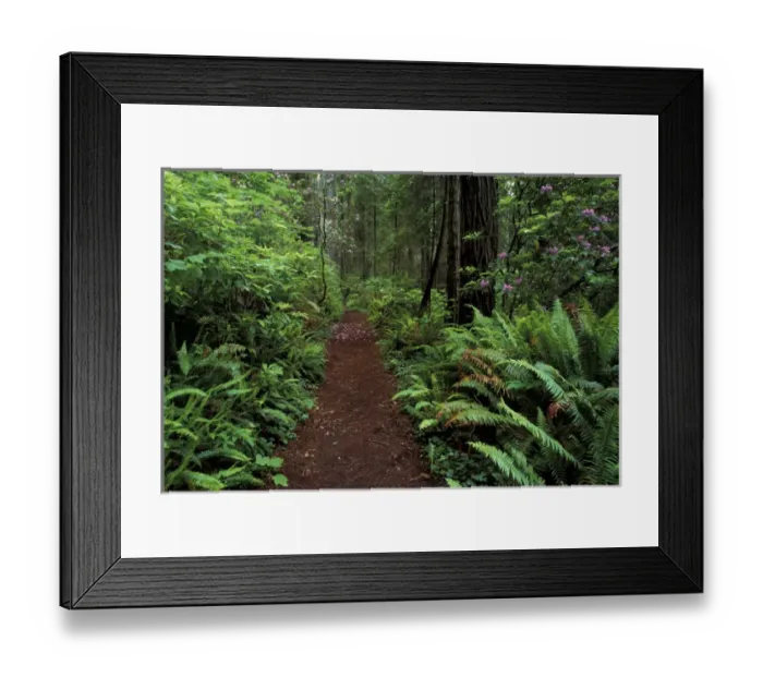 Framed Print : NA, USA, California, Del Norte Redwood State Park Damnation Trail in fog Framed Print : NA, USA, California, Del Norte Redwood State Park Damnation Trail in fog