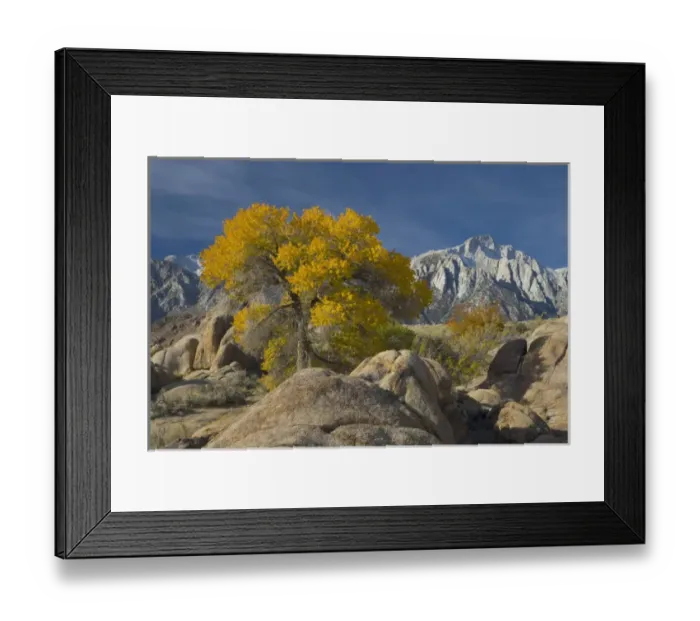 Framed Print : Fall Color on Cottonwoods with backdrop of the Eastern Sierra Mountains = Alabama Framed Print : Fall Color on Cottonwoods with backdrop of the Eastern Sierra Mountains = Alabama