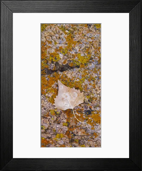 Framed Print : Cottonwood leaf on lichen covered rock in the Alabama Hills Eastern Sierras California