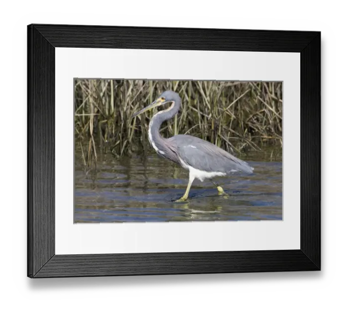 Framed Print : USA - California - San Diego County - Tricolored Heron Framed Print : USA - California - San Diego County - Tricolored Heron