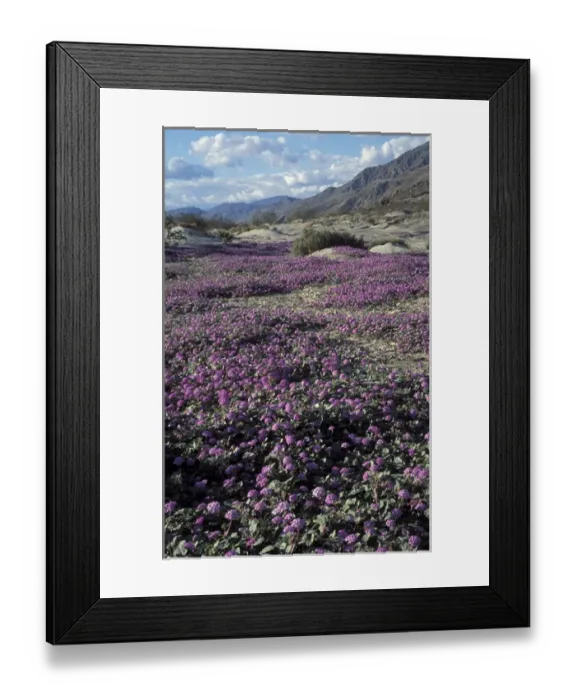 Framed Print : Desert sand verbena during spring in Anza-Borrego Desert State Park, CA Framed Print : Desert sand verbena during spring in Anza-Borrego Desert State Park, CA