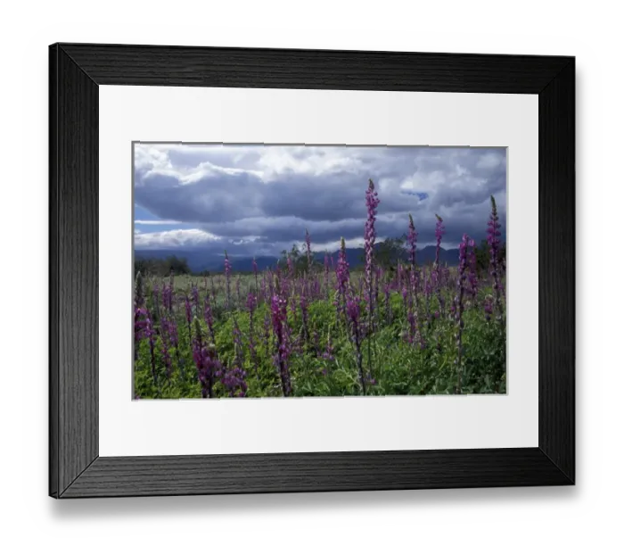 Framed Print : Close-up of lupine during storm in Anza-Borrego Desert State Park, CA