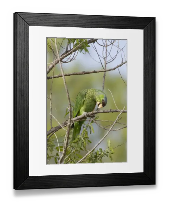 Framed Print : USA - California - San Diego County - Lilac-crowned Parrot Framed Print : USA - California - San Diego County - Lilac-crowned Parrot