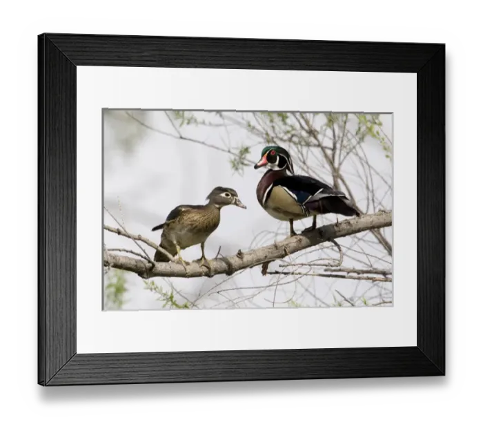 Framed Print : USA - California - San Diego County - pair of Wood Ducks Framed Print : USA - California - San Diego County - pair of Wood Ducks