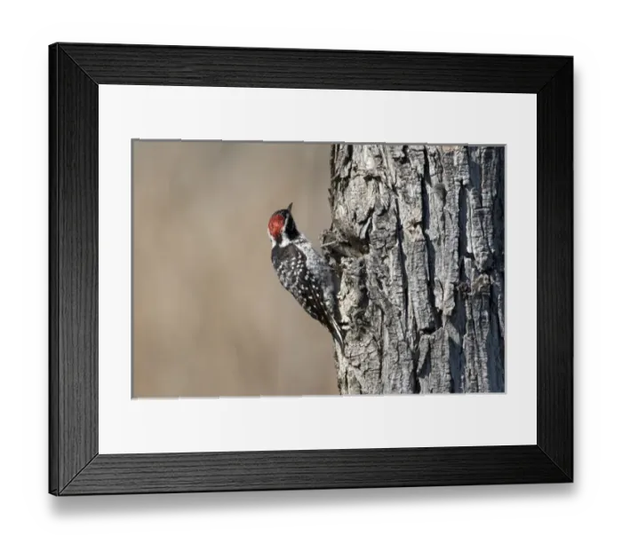 Framed Print : USA - California - San Diego County - Nuttalls Woodpecker