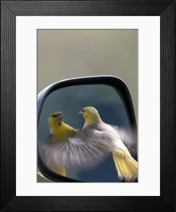 Framed Print : USA - California - San Diego County - female Bullocks Oriole looking into car s