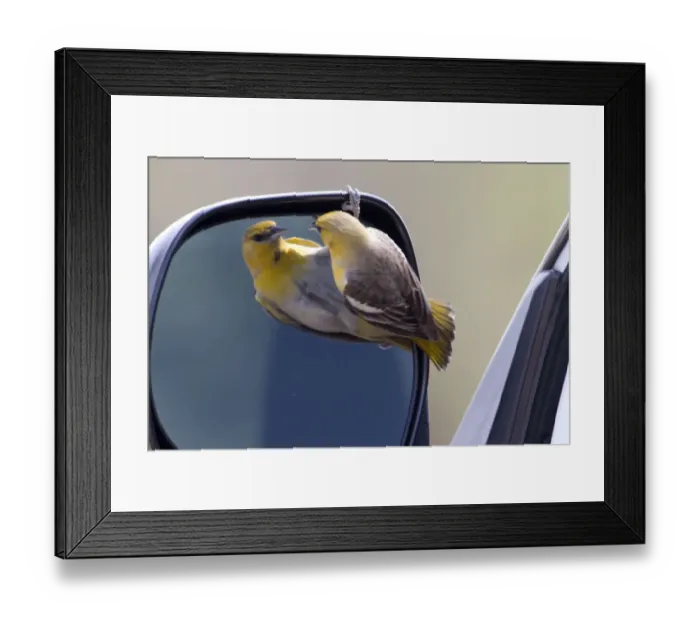 Framed Print : USA - California - San Diego County - female Bullocks Oriole looking into car s