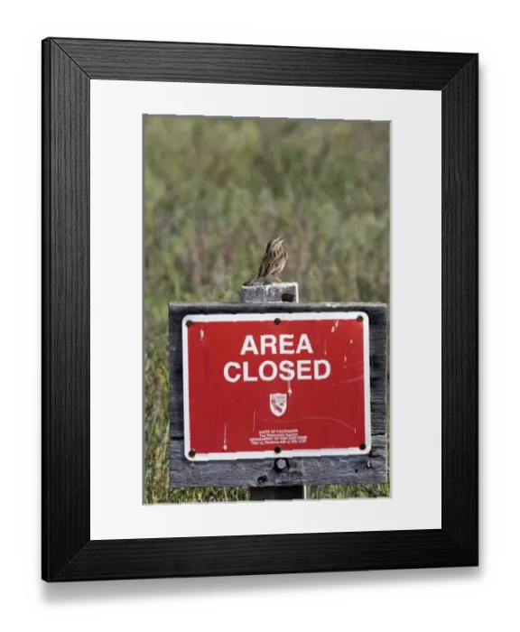 Framed Print : USA - California - San Diego - Song Sparrow sitting on Area Closed sign