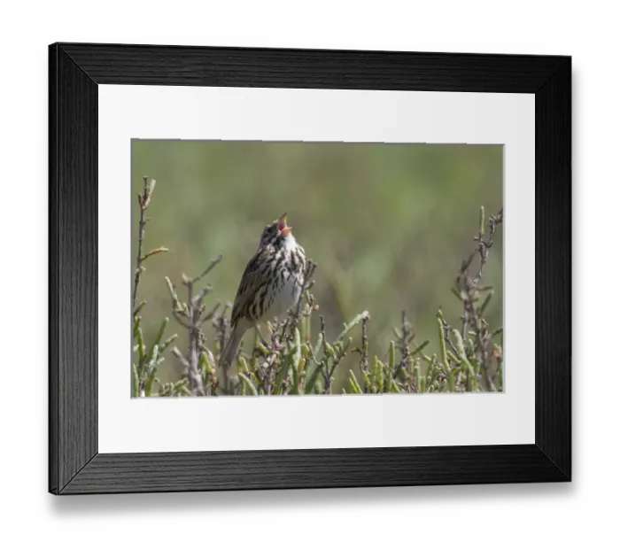 Framed Print : USA - California - San Diego - Song Sparrow singing