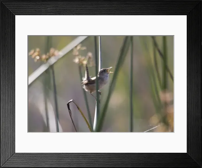 Framed Print : USA - California - San Diego County - Marsh Wren Framed Print : USA - California - San Diego County - Marsh Wren
