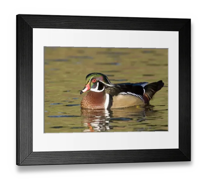 Framed Print : USA - California - San Diego County - Wood Duck Framed Print : USA - California - San Diego County - Wood Duck