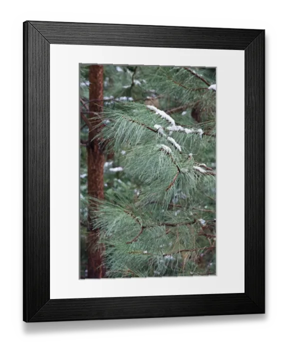 Framed Print : Young Ponderosa Pine trees (Pinus benthamiana Hartw. ) covered with snow - Yosemite National Park
