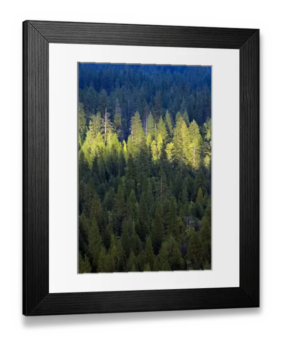 Framed Print : A spotlight of sun on the forest with in Yosemite Valley, California