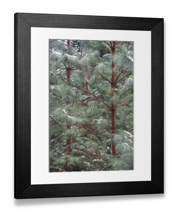 Framed Print : Young Ponderosa Pine trees (Pinus benthamiana Hartw. ) covered with snow - Yosemite National Park Framed Print : Young Ponderosa Pine trees (Pinus benthamiana Hartw. ) covered with snow - Yosemite National Park