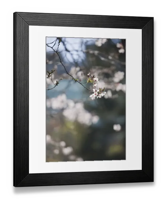 Framed Print : Cherry Blossoms on a sunny afternoon in Yerba Buena Gardens - San Francisco, California Framed Print : Cherry Blossoms on a sunny afternoon in Yerba Buena Gardens - San Francisco, California