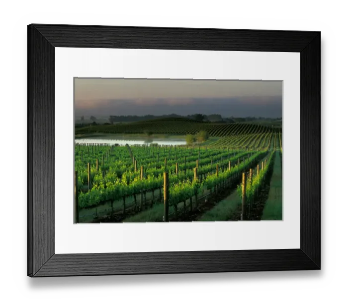 Framed Print : Rows of grape vines in the scenic Napa Valley wine country, in California Framed Print : Rows of grape vines in the scenic Napa Valley wine country, in California