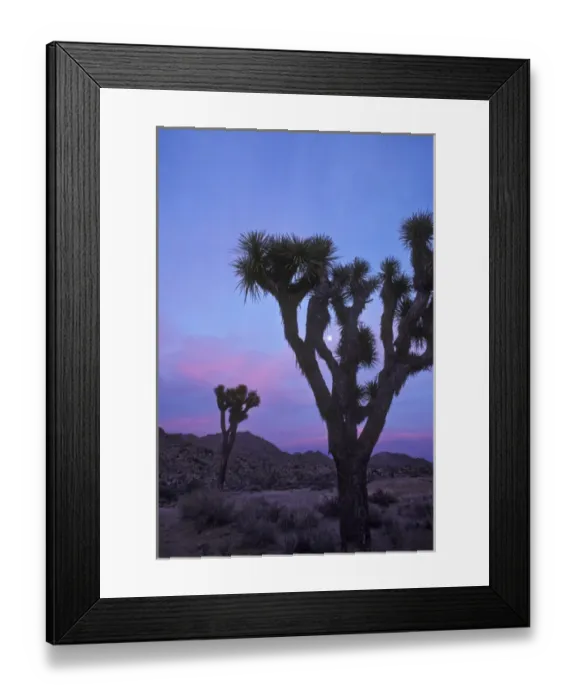 Framed Print : North America, United States, California, Joshua Tree National Monument. Sunrise Framed Print : North America, United States, California, Joshua Tree National Monument. Sunrise