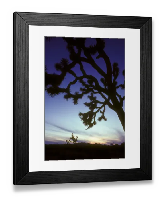 Framed Print : North America, United States, California, Joshua Tree National Monument. Sunset sky Framed Print : North America, United States, California, Joshua Tree National Monument. Sunset sky