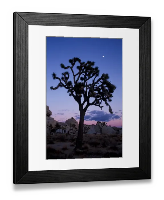 Framed Print : Joshua Tree N. P. CA. Joshua tree and moon in Hidden Valley, Wonderland of Rocks