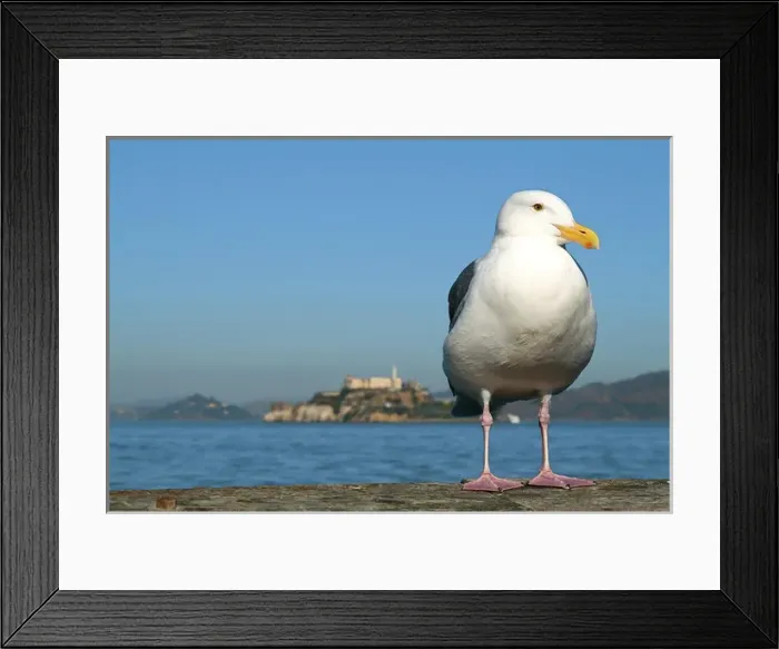 Framed Print : San Francisco, Califonia, United States. Seagull and Alcatraz Framed Print : San Francisco, Califonia, United States. Seagull and Alcatraz