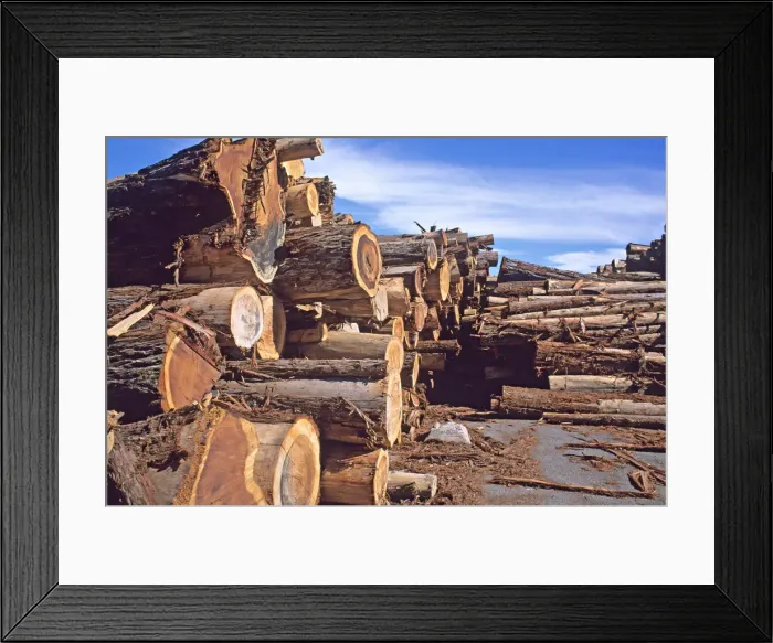 Framed Print : redwood logs on mill deck California