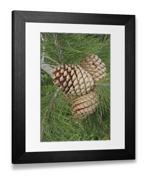 Framed Print : Knobcone pine tree dry open cones Salt Point California