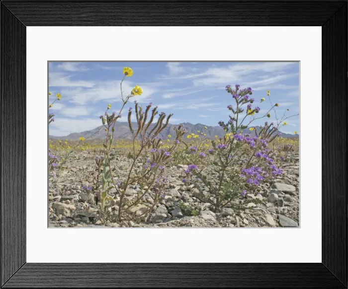 Framed Print : Phacelia and Desert Gold wildflowers, Death Valley National Park, California Framed Print : Phacelia and Desert Gold wildflowers, Death Valley National Park, California