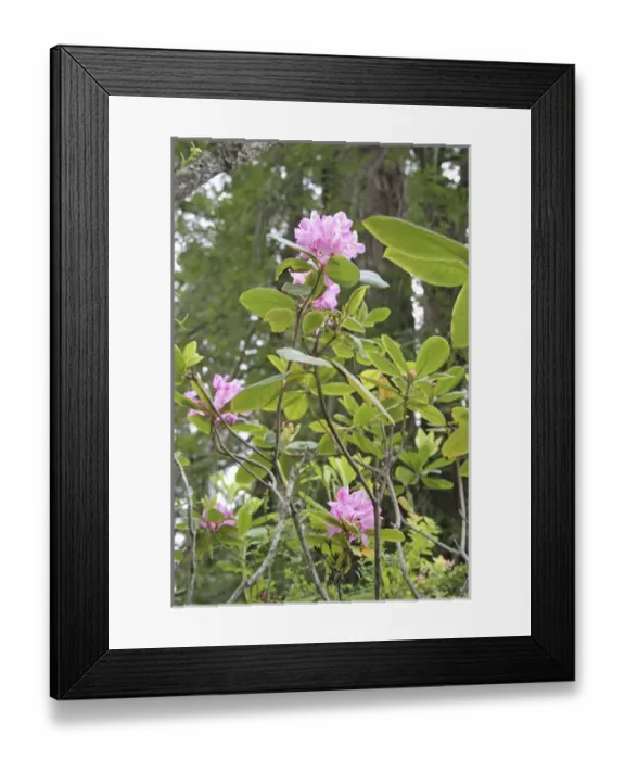 Framed Print : Flowering rhododendron in Kruse Rhododendron State Reserve Salt Point California