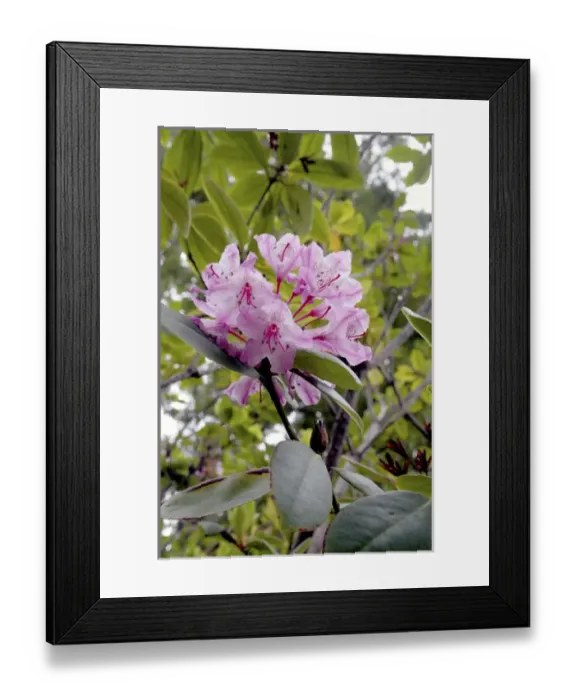 Framed Print : Flowering rhododendron in Kruse Rhododendron State Reserve Salt Point California
