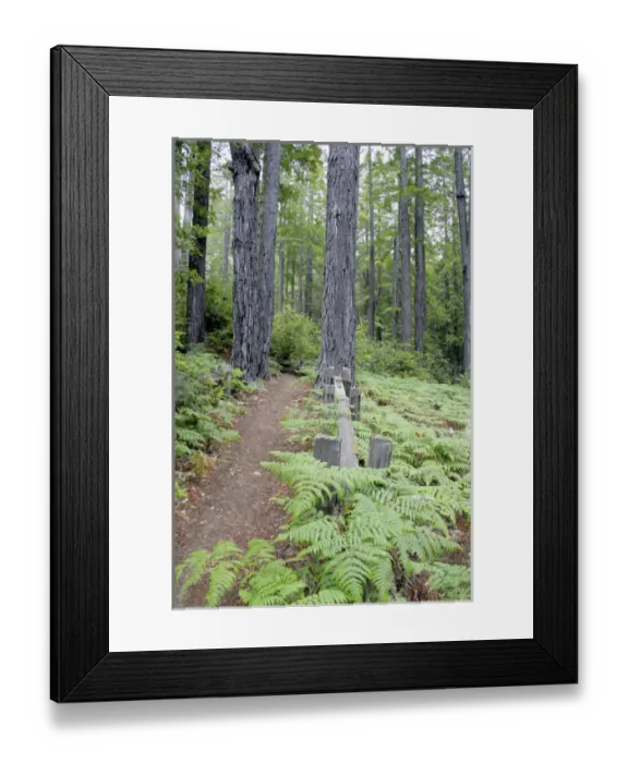 Framed Print : Trail in Kruse Rhododendron State Reserve Salt Point California