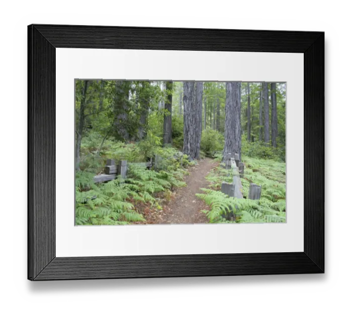 Framed Print : Trail in Kruse Rhododendron State Reserve Salt Point California Framed Print : Trail in Kruse Rhododendron State Reserve Salt Point California