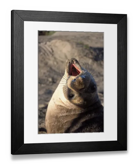 Framed Print : northern elephant seal, Mirounga angustirostris, yearling at sunrise on a sand dune Framed Print : northern elephant seal, Mirounga angustirostris, yearling at sunrise on a sand dune
