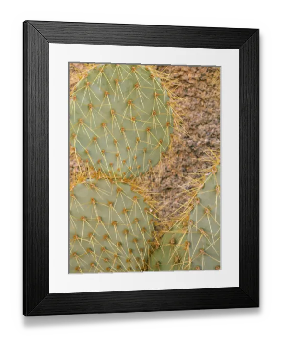 Framed Print : JOSHUA TREE NATIONAL PARK, CALIFORNIA. USA. Pancake cactus (Opuntia chlorotica) Framed Print : JOSHUA TREE NATIONAL PARK, CALIFORNIA. USA. Pancake cactus (Opuntia chlorotica)