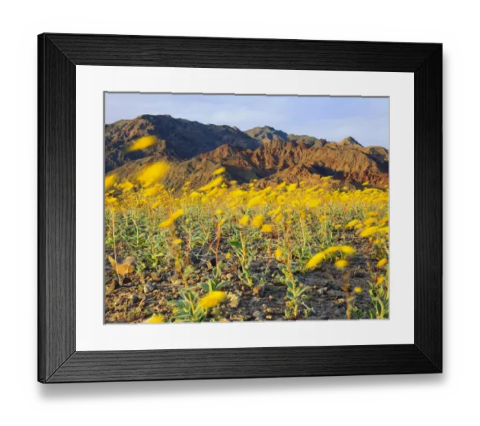 Framed Print : DEATH VALLEY NATIONAL PARK, CALIFORNIA. USA. Desert sunflowers (Geraea canscens) Framed Print : DEATH VALLEY NATIONAL PARK, CALIFORNIA. USA. Desert sunflowers (Geraea canscens)