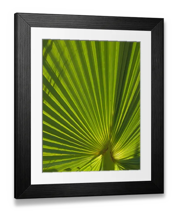 Framed Print : JOSHUA TREE NATIONAL PARK, CALIFORNIA. USA. Frond of California fanpalm (Washingtonia Framed Print : JOSHUA TREE NATIONAL PARK, CALIFORNIA. USA. Frond of California fanpalm (Washingtonia