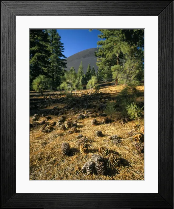 Framed Print : LASSEN VOLCANIC NATIONAL PARK, CALIFORNIA. USA. Cinder Cone & Jeffrey pine cones Framed Print : LASSEN VOLCANIC NATIONAL PARK, CALIFORNIA. USA. Cinder Cone & Jeffrey pine cones