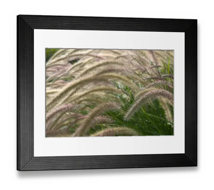 Framed Print : 06. USA, California, Napa Valley, Yountville: Autumn Reeds Framed Print : 06. USA, California, Napa Valley, Yountville: Autumn Reeds