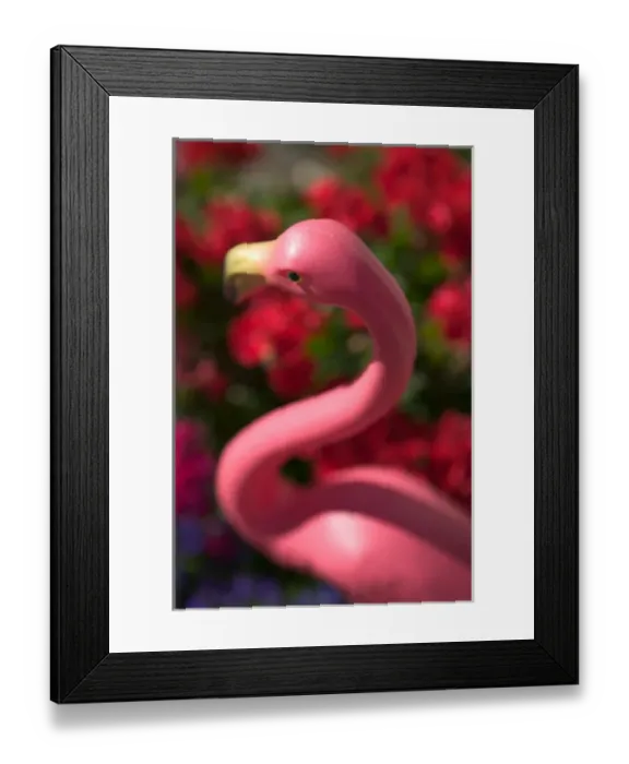 Framed Print : 06. USA, California, Sonoma Valley, Sonoma: Downtown Sonoma Pink Lawn Flamingo Framed Print : 06. USA, California, Sonoma Valley, Sonoma: Downtown Sonoma Pink Lawn Flamingo
