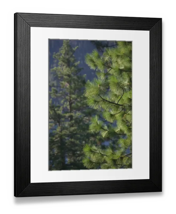 Framed Print : 06. USA, California, Sierra Nevada, Lake Tahoe: Pine Tree Detail  /  Emerald Bay