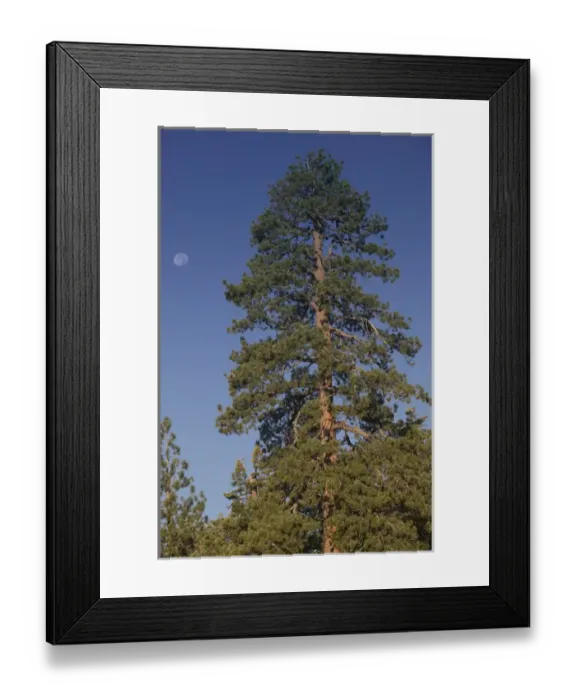 Framed Print : 06. USA, California, Yosemite National Park: Pine and Moon / Tioga Road Framed Print : 06. USA, California, Yosemite National Park: Pine and Moon / Tioga Road