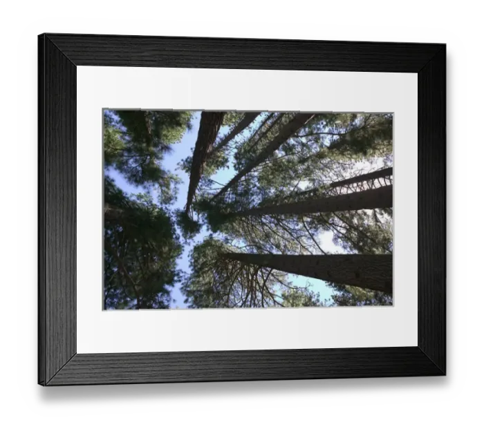 Framed Print : 06. USA, California, Yosemite National Park: Tall Trees, Yosemite Village Framed Print : 06. USA, California, Yosemite National Park: Tall Trees, Yosemite Village
