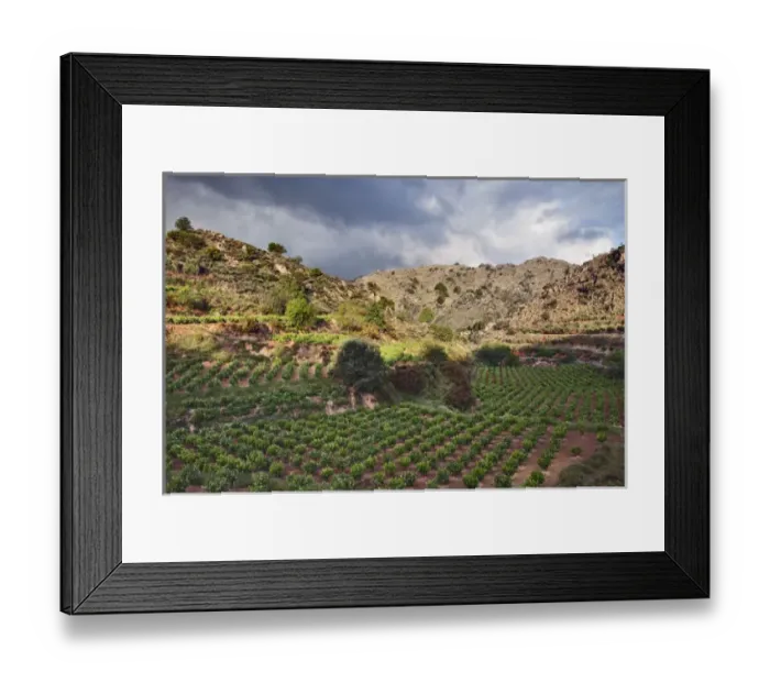 Framed Print : Vineyard, Crete, Greece Framed Print : Vineyard, Crete, Greece