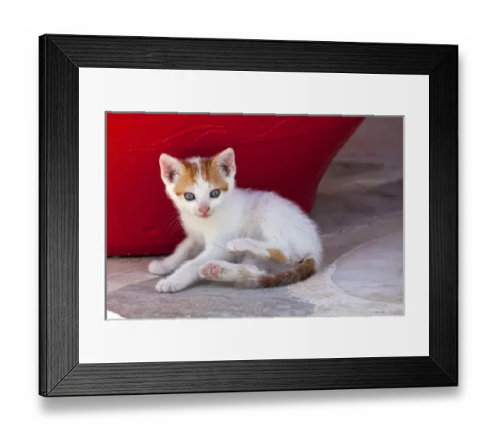 Framed Print : Europe, Greece, Greek Island, Mykonos, Youn kitten next to colorful red pot
