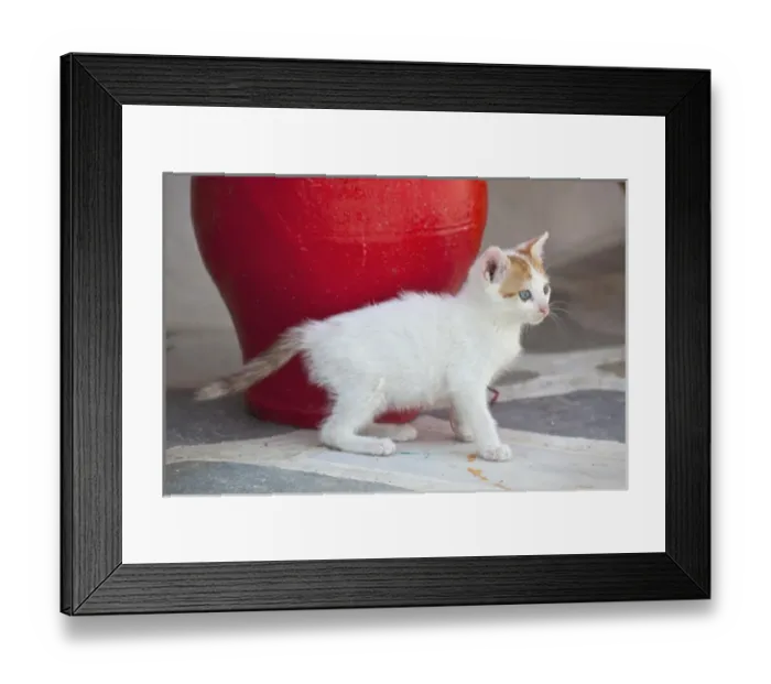 Framed Print : Europe, Greece, Greek Island, Mykonos, Youn kitten next to colorful red pot Framed Print : Europe, Greece, Greek Island, Mykonos, Youn kitten next to colorful red pot