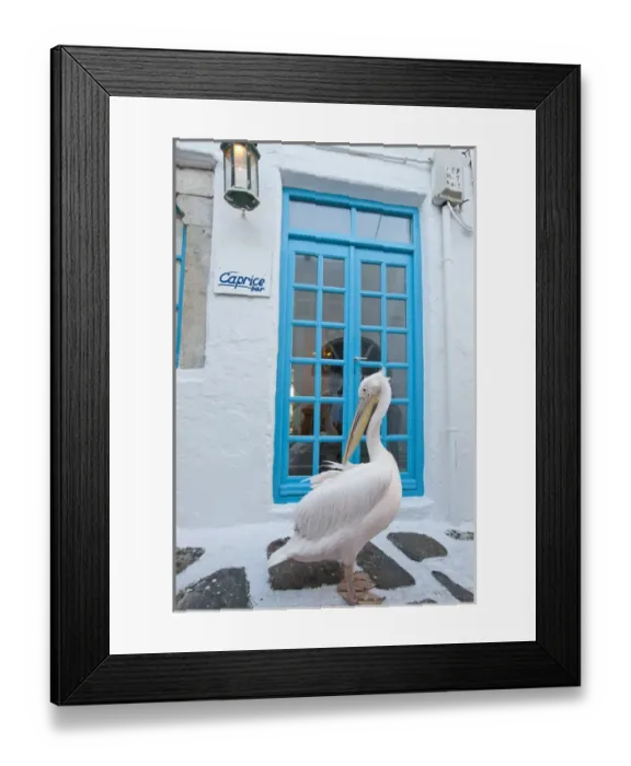 Framed Print : Europe, Greece, Greek Island, Mykonos, Hora, White Pelican wandering the alleyways