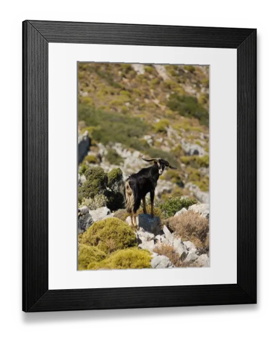 Framed Print : Goat on Telendos island. Dodecanese Islands, Greece Framed Print : Goat on Telendos island. Dodecanese Islands, Greece