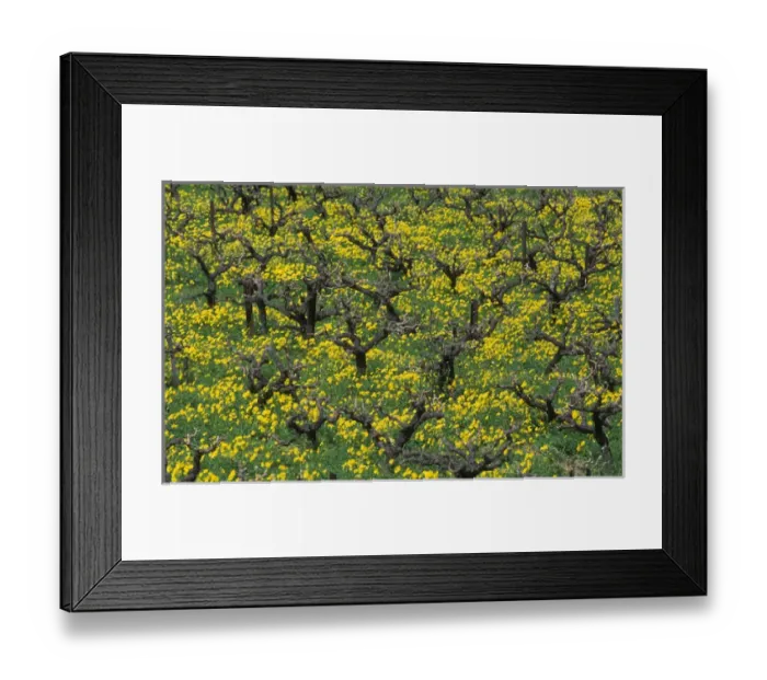 Framed Print : Greece, Crete, grape vines, spring Framed Print : Greece, Crete, grape vines, spring