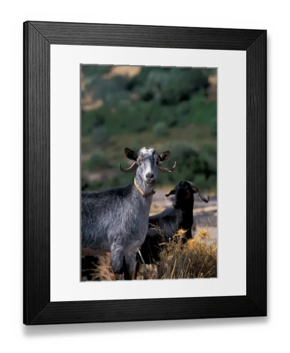 Framed Print : Europe, Greece, Goat Framed Print : Europe, Greece, Goat